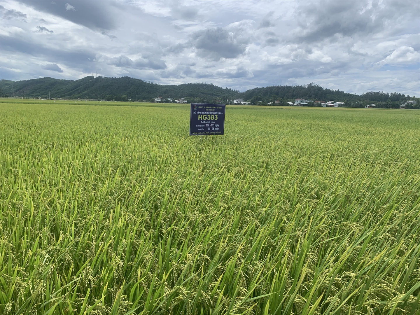 Giống lúa thuần HG383