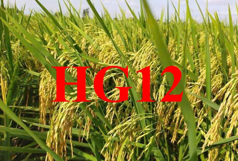 Giống lúa mới HG12