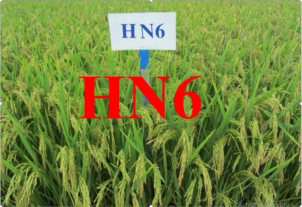 Giống lúa HN6