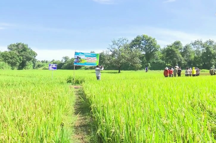Ia Grai: 47 hộ dân tham gia “Mô hình cánh đồng lúa một giống ĐT100”