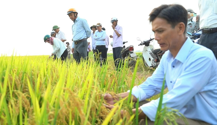 Giống lúa HG244 lãi hơn 1,5 lần so với giống đối chứng